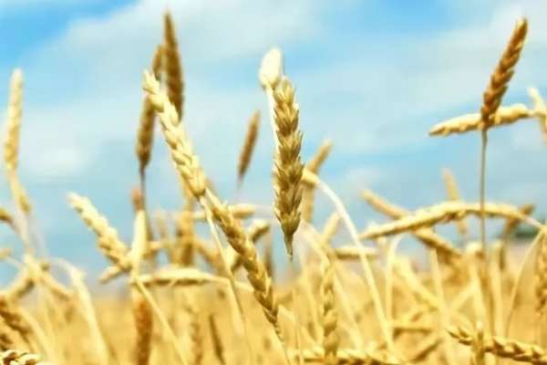 Финансирование воронежской аграрной отрасли увеличивается с каждым годом Финансирование воронежской аграрной отрасли увеличивается с каждым годом