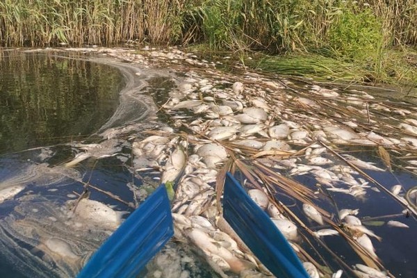 Росприроднадзор исследовал место гибели рыбы на реке Токай в Воронежской области