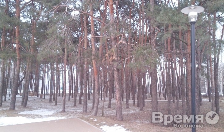 Воронежские следователи отказали в возбуждении уголовного дела по вырубке деревьев в Северном районе