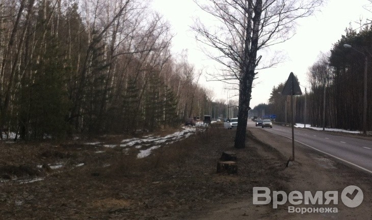 Воронежцев напугала вырубка деревьев вдоль дороги на Репное