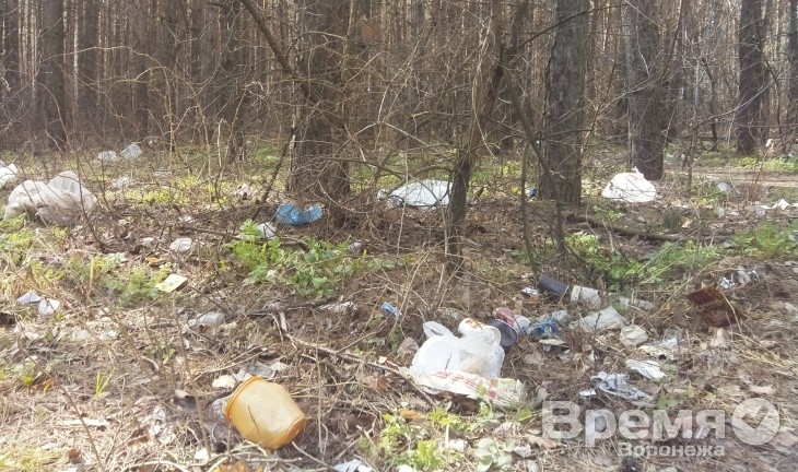 Воронежцы недовольны помойкой в лесу