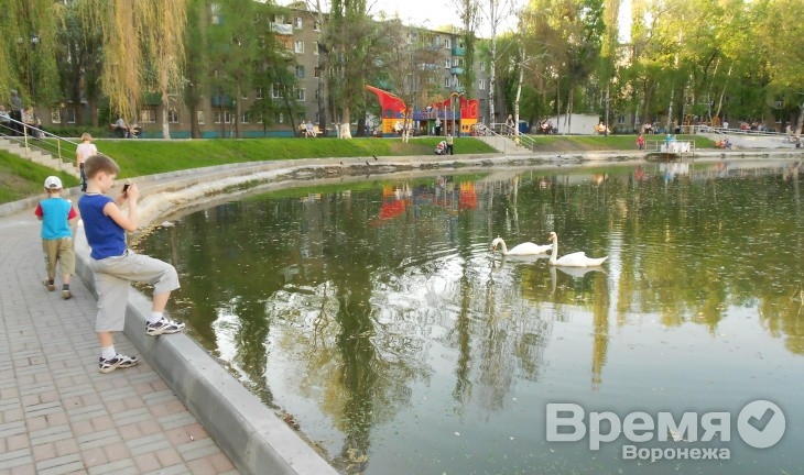 В Воронеже Лебединое озеро затапливает сквер