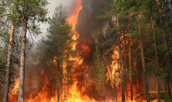 В воронежских лесах не соблюдаются меры пожарной безопасности