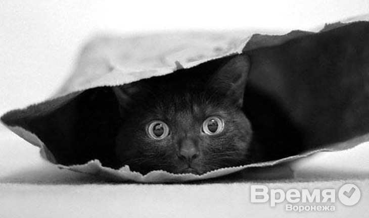 На руинах «Молодого Коммунара» поживится кот в мешке?