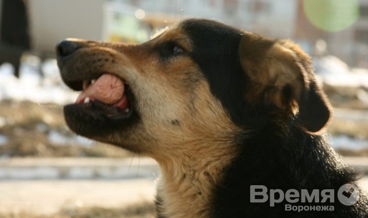 В Воронеже появится муниципальный приют для бездомных животных
