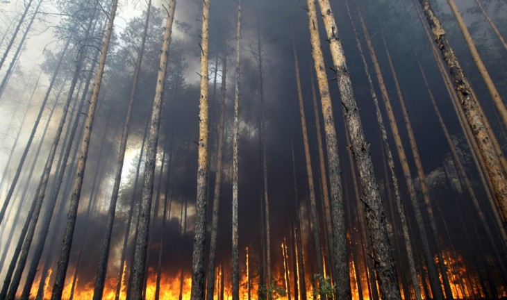 В Воронеже на неделе ждут лесных пожаров