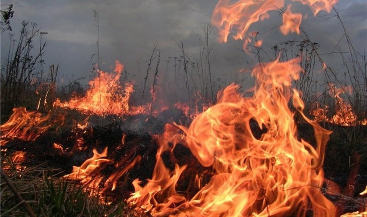 За сжигание сухой травы воронежцам грозит штраф 5 000 рублей