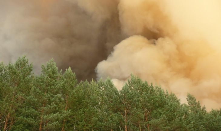 В Воронежской области количество лесных пожаров сократилось на 80%