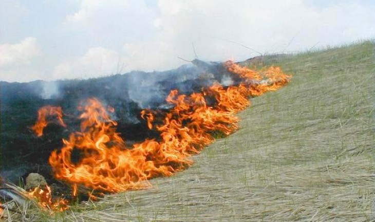Из-за аномальной жары по Воронежской области вспыхивают природные пожары