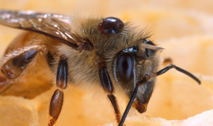 В Воронежской области двое молодых людей украли пчел, чтобы стать пасечниками
