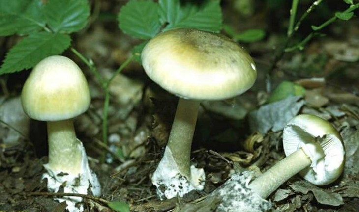 В Воронежской области начался «грибной сезон» - уже отравились 27 человек