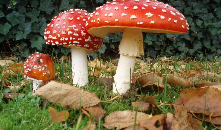 Делу об отравившихся грибами подростках в Воронежской области дали ход