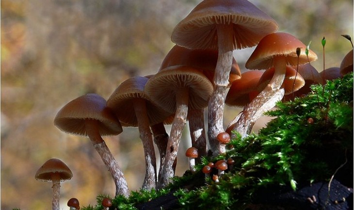 В Воронежской области введен запрет на торговлю дикорастущими грибами