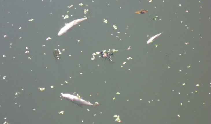 В Воронежской области от жары в реках гибнет рыба