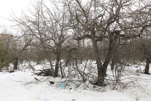 В Воронеже девелоперы поборются за землю у яблоневых садов