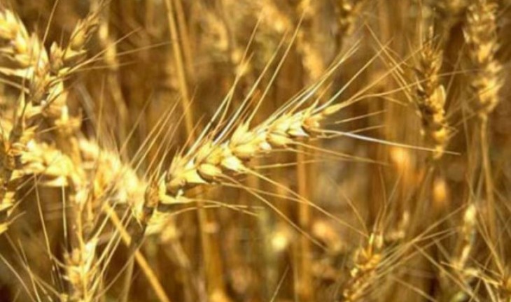 В Воронежской области аграрии уже убрали больше половины полей