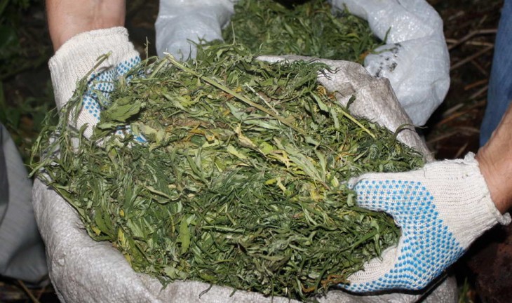 У воронежцев изъяли почти 50 кг марихуаны