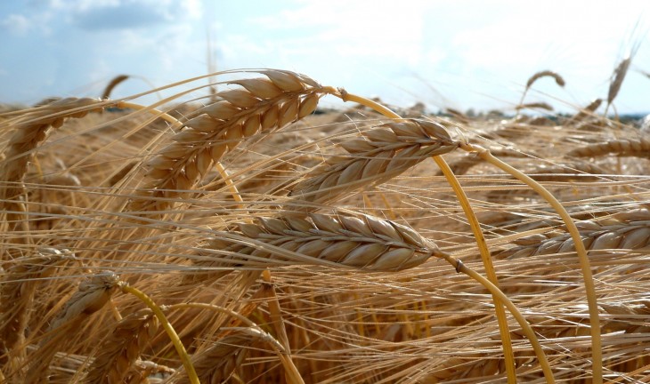 Воронежские хлеборобы ожидают рекордный урожай