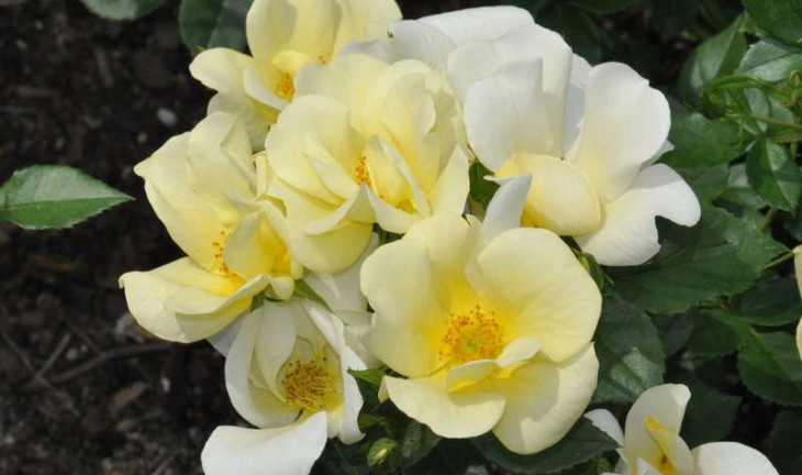 В воронежском парке «Алые паруса» высадили «юбилейные» розы