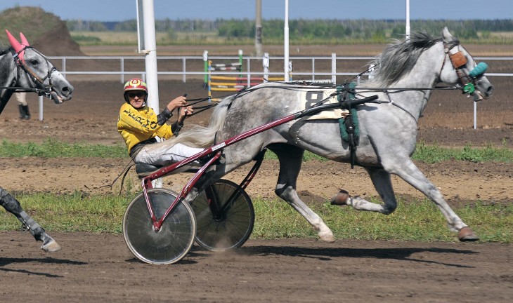 На фестивале орловского рыска лошадь из Чесменки установила рекорд