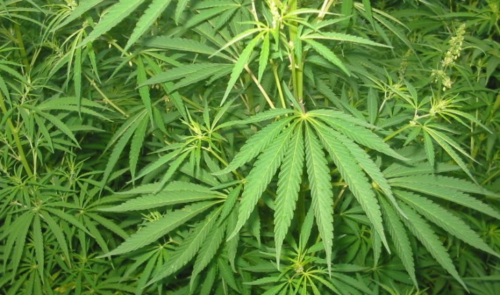 В Воронежской области будут судить мужчину за хранение марихуаны