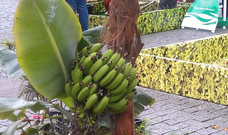 В центре Воронежа в выходные выросли бананы