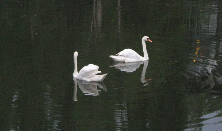 В Воронеже в озере на Минской появились лебеди