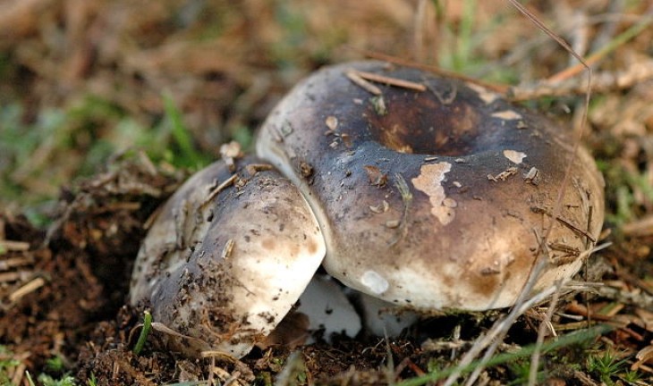 От отравления грибами в Воронеже умер еще один человек