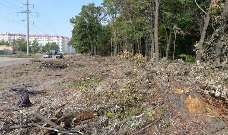 В Воронеже в районе СХИ вырубают 100-летние дубы