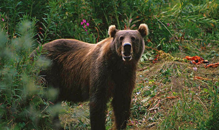 Из Смоленской области суд выслал бурого медведя в Воронежский зоосад