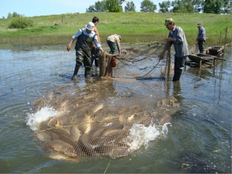 В Воронежской области начался рыбный передел