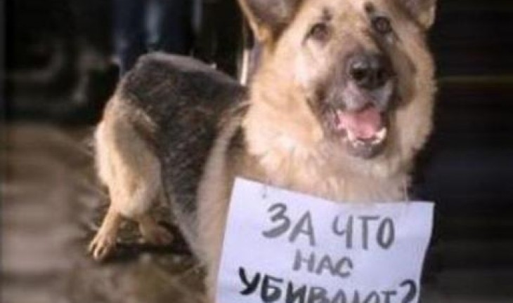 Воронежцы обеспокоены массовой травлей собак