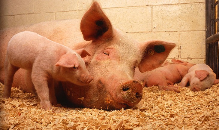 В Острогожском районе из-за африканской чумы уничтожили почти тысячу свиней