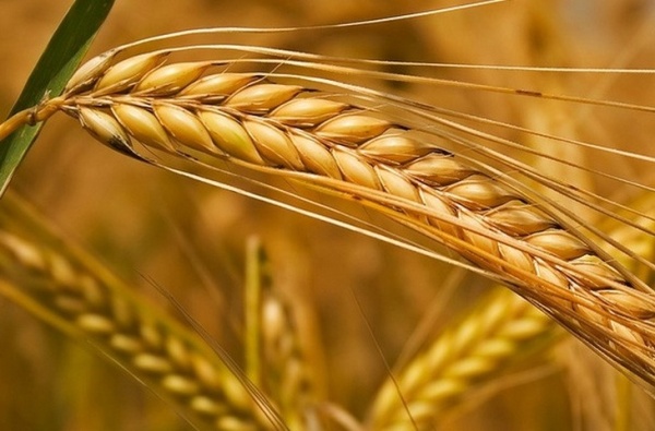 В Тамбовской области планируют собрать 3,5 млн тонн зерновых