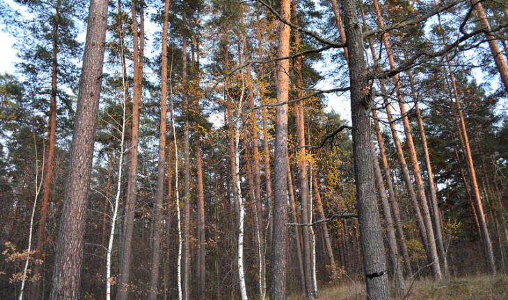 Управлять лесным хозяйством Воронежской области будет новый руководитель