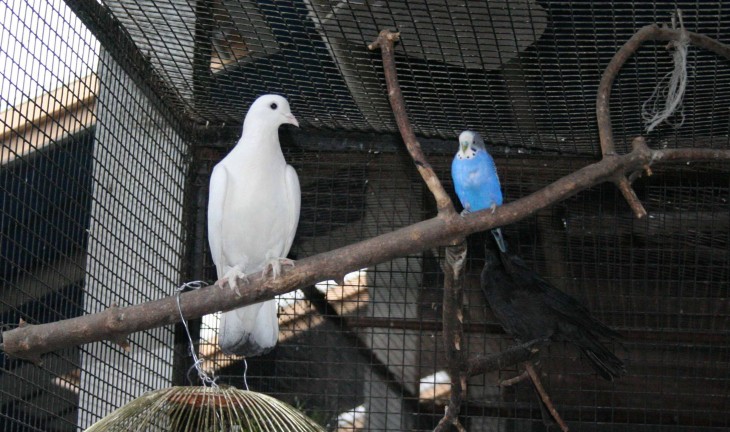 В Воронежском зоопарке попугай влюбился в голубя, а ворона - в страуса