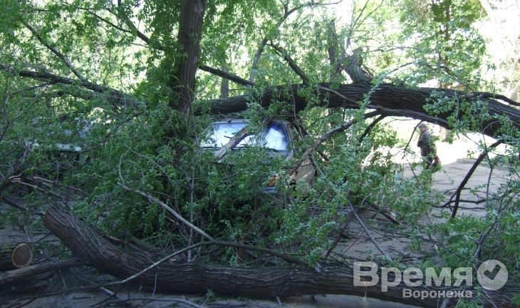 В Воронеже ураган повалил деревья на 15 машин и выбил в домах стёкла