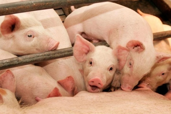 Тамбовская область добавит экологичности своим свинокомплексам
