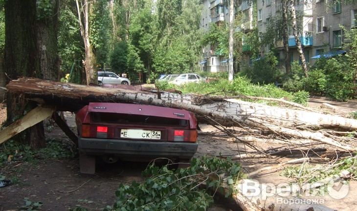 В Воронеже огромное дерево расплющило легковушку