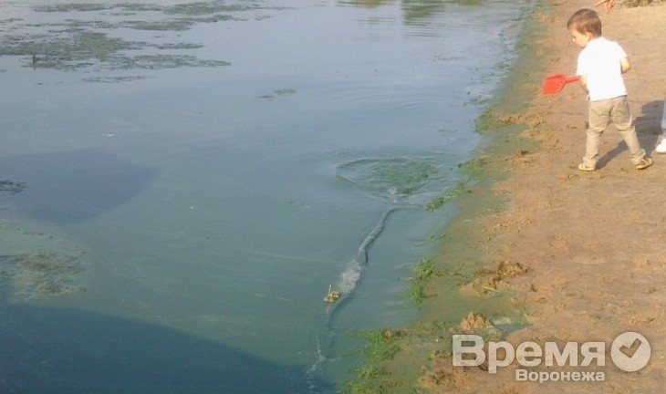 На каких пляжах Воронежской области не стоит купаться