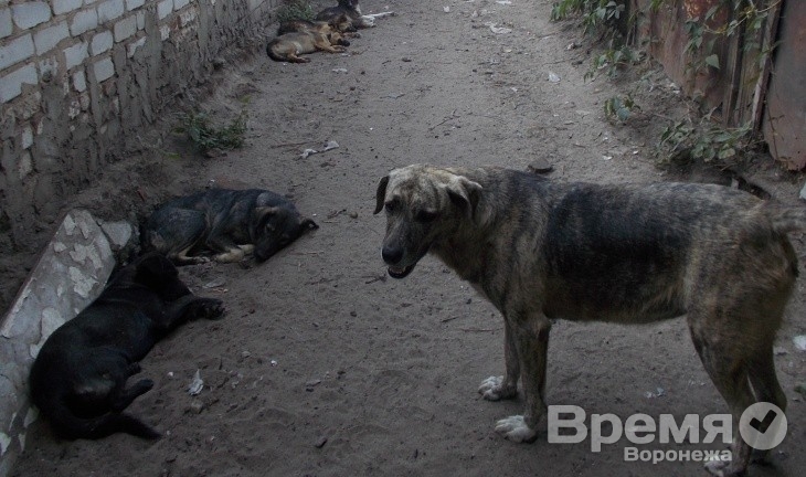 Прокуратура: На улицах Воронежа травят и отстреливают бездомных собак