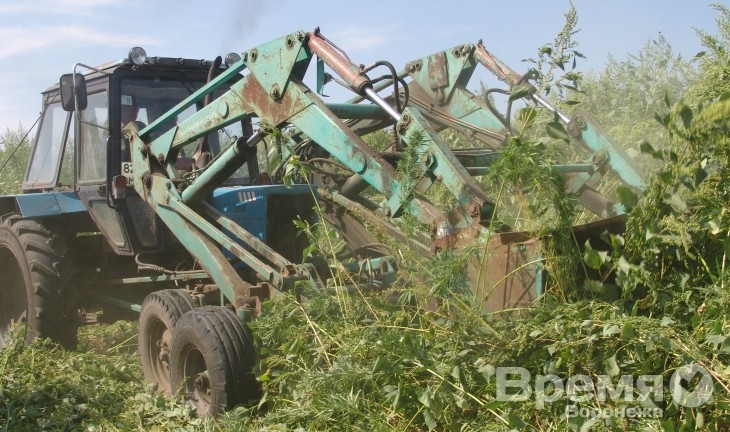 В Воронежской области уничтожили 2,5 тонны мака и конопли