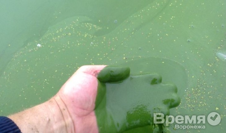 Генпрокуратура разберётся, из-за чего воронежское водохранилище покрыла сине-зеленая жижа