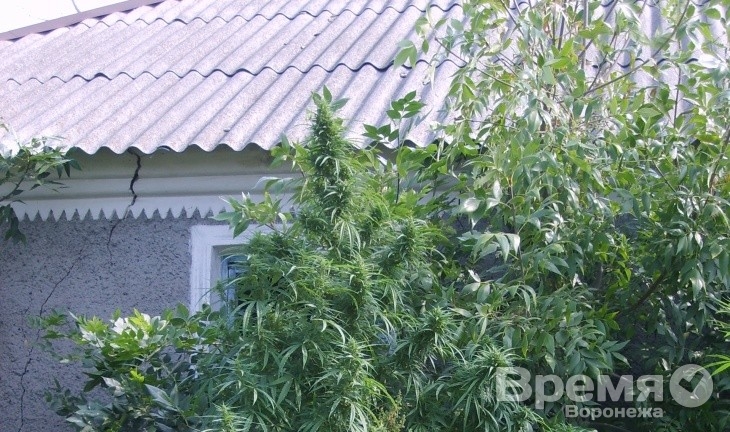 В Воронежской области обнаружили 190 кустов конопли