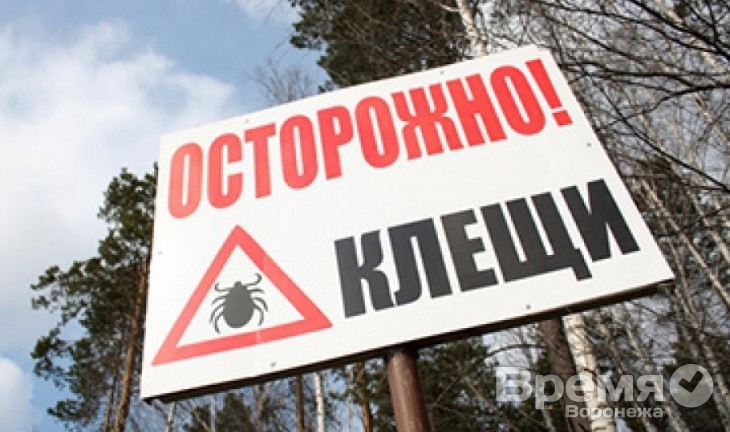 Более 700 воронежцев попали в больницу из-за укусов клещей