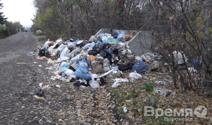 В посёлке под Воронежем деревья увешаны пакетами с мусором, а отходы не вывозят неделями