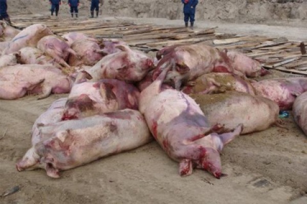В Воронежскую область вернулась африканская чума свиней 