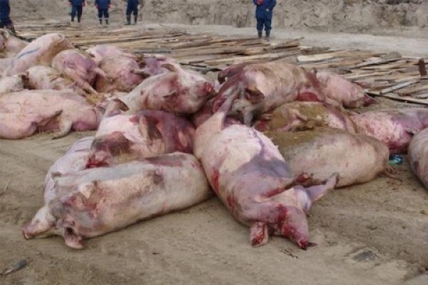 В Липецой области продолжается незапланированный забой свиней
