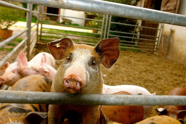 Воронежские фермеры избавятся от свиней за 10 млн рублей 