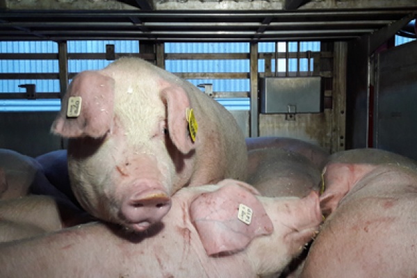 В Воронежской области уничтожат не 42, а 42,5 тысячи свиней